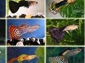 Guppy