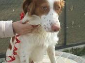 PETER (FRODO), perro perdido Madrid !!!!! AYUDA URGENTE!!!!
