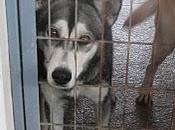 Husky perrera, (granada)