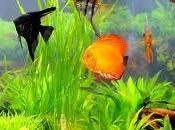 ¿Qué acuarioterapia?