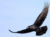 Cuervo Common Raven (Corvus corax)
