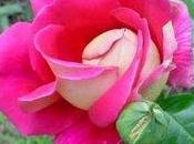Primeras Rosas Poda