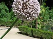 Secretos Botánico (III)