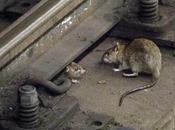 estima población ratas alcantarillas Barcelona