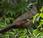 Aracuá escamoso (Speckled-chachalaca) Ortalis squamata
