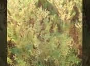 Rotacion cultivo