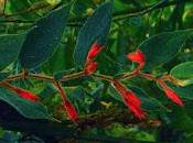 Nueva especie flor descubierta para enriquecer dieta colibríes Chocó Andino