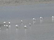 Arranca migración postnupcial