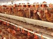 granjero cántabro pierde 5.000 gallinas calor