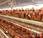 granjero cántabro pierde 5.000 gallinas calor