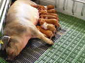 seguridad alimentaria bienestar animal: binomio indispensable sector porcino