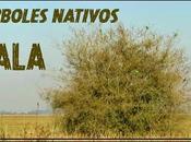 Serie árboles nativos: tala (vídeo)