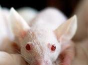 Crean embriones ratón artificiales óvulos, espermatozoides.