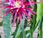 Floración pitahayas Connie Mayer