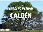 Serie árboles nativos: caldén (video)