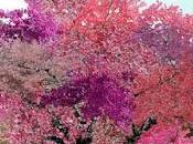 Árbol Frankenstein, frutal produce frutas diferentes.