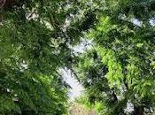 Salvar árboles andaluces nuevo arboricidio.