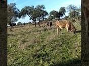 Primaveras cortas, influencia animales