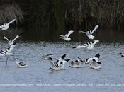 Avocetas