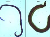 Diagnóstico manejo esquistosomiasis