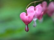 Internacional Pérdida Perinatal