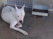 Dogo argentino sordo bueno ¡SACRIFICAN! (Valencia)