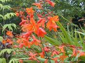 Crocosmia