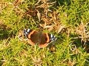 Excursión Cabo Peñas SEO-Asturias