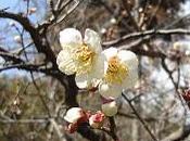Ciruela umeboshi