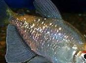 Tetra Diamante