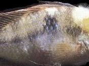 Saprolegniasis