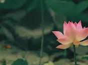 pureza Flor Loto