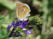 Mariposas, hora pequeñas