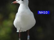 Gaviota reidora NH10