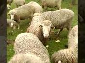 Vacunacion ovejas Ivecmentina