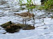 Correlimos menudo Asturias