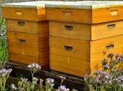 Ante calor extremo, SATECMA aconseja cómo proteger colmenas abejas