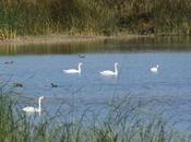 Embalse Cañas