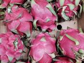 pitaya fruta dragón