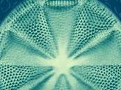 Naturaleza esencial. alma materia