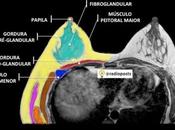 anatomía mama