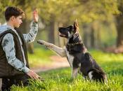 ¿Qué ofrece programa adiestramiento perros Cachorros Valle?