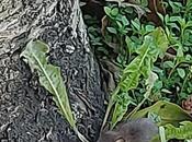 ratoncito