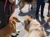 Gobierno capitalino atiende perros gatos programa Corazón Mascota”