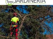 Tierra Jardinería: Poda árboles altos, mejor acudir expertos