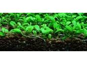 Glossostigma elatinoides