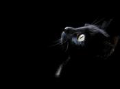 Gato Negro' Edgar Allan