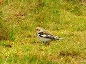 nuevo nival collalba