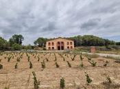 Cava Pere Mata