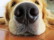 perro gotea nariz ¿Por qué?